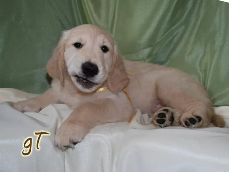 Щенки Золотистого (голден) Ретривера 4