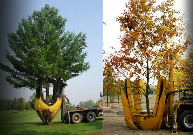 Посадка крупномеров.  Ландшафтное проектирование.  2