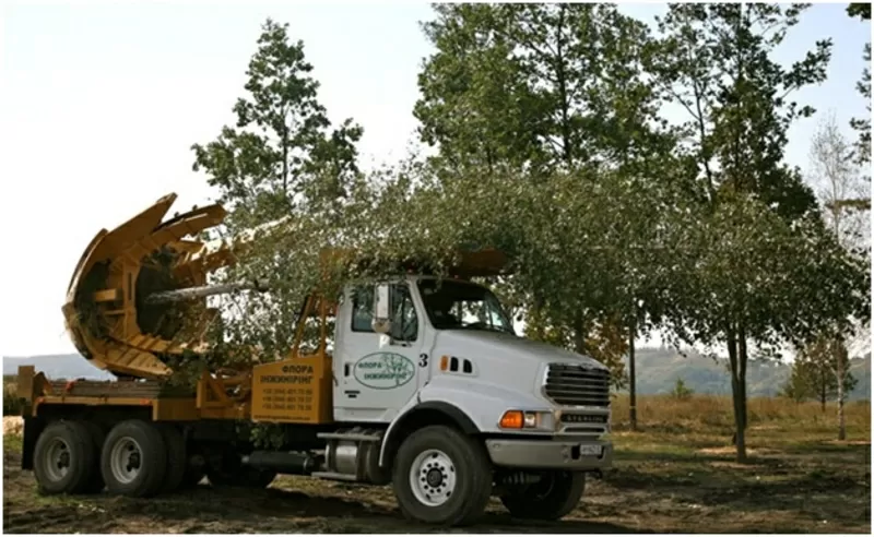 Посадка крупномеров.  Ландшафтное проектирование.  3