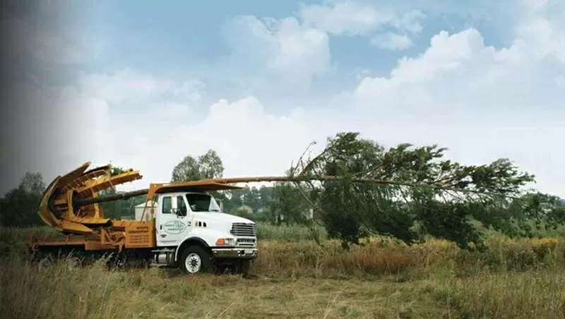 Посадка крупномеров.  Ландшафтное проектирование.  4