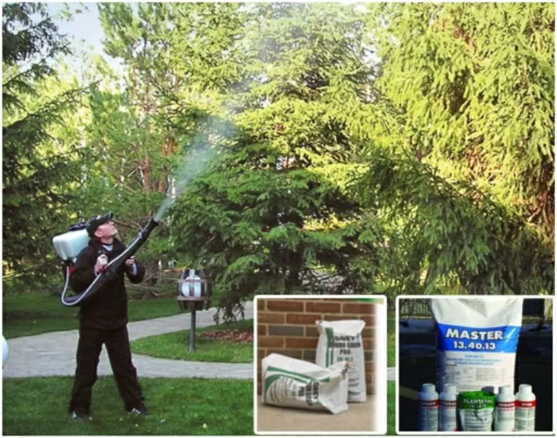 Посадка крупномеров.  Ландшафтное проектирование.  6