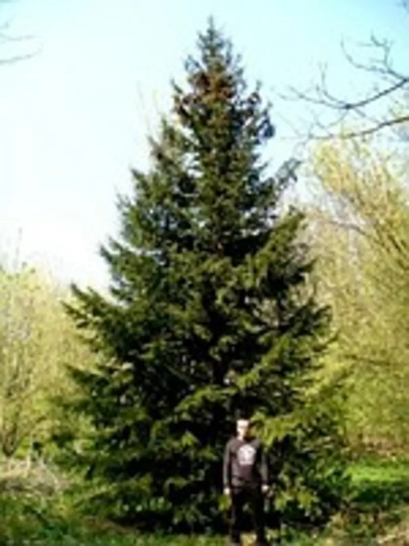 Посадка крупномеров.  Ландшафтное проектирование.  7