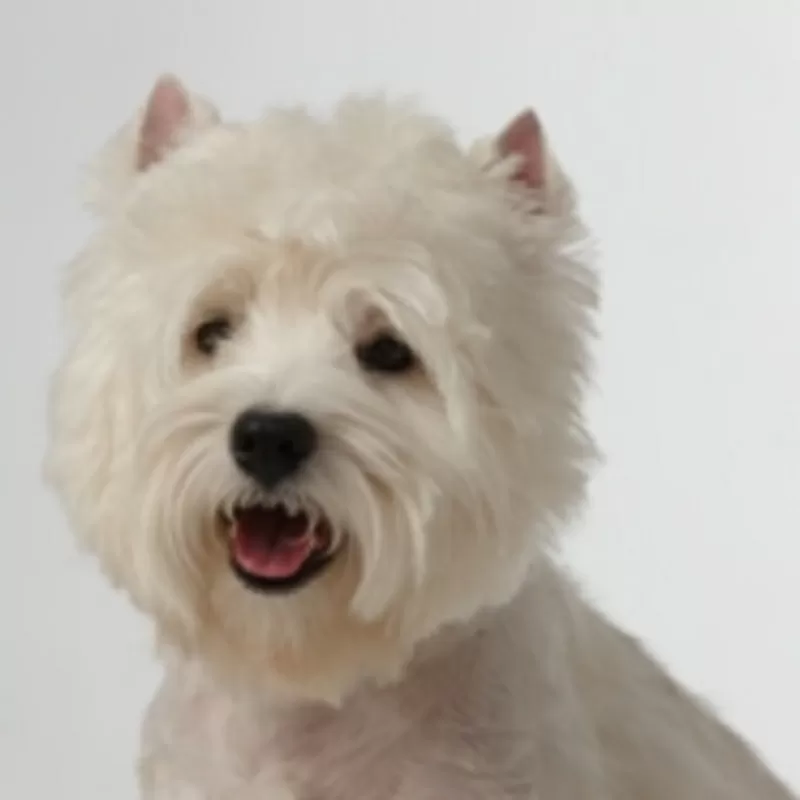 ПРОДАЮ ЩЕНКОВ ВЕСТ ХАЙЛЕНД  УАЙТ  ТЕРЬЕР /West Highland White Terrier 2